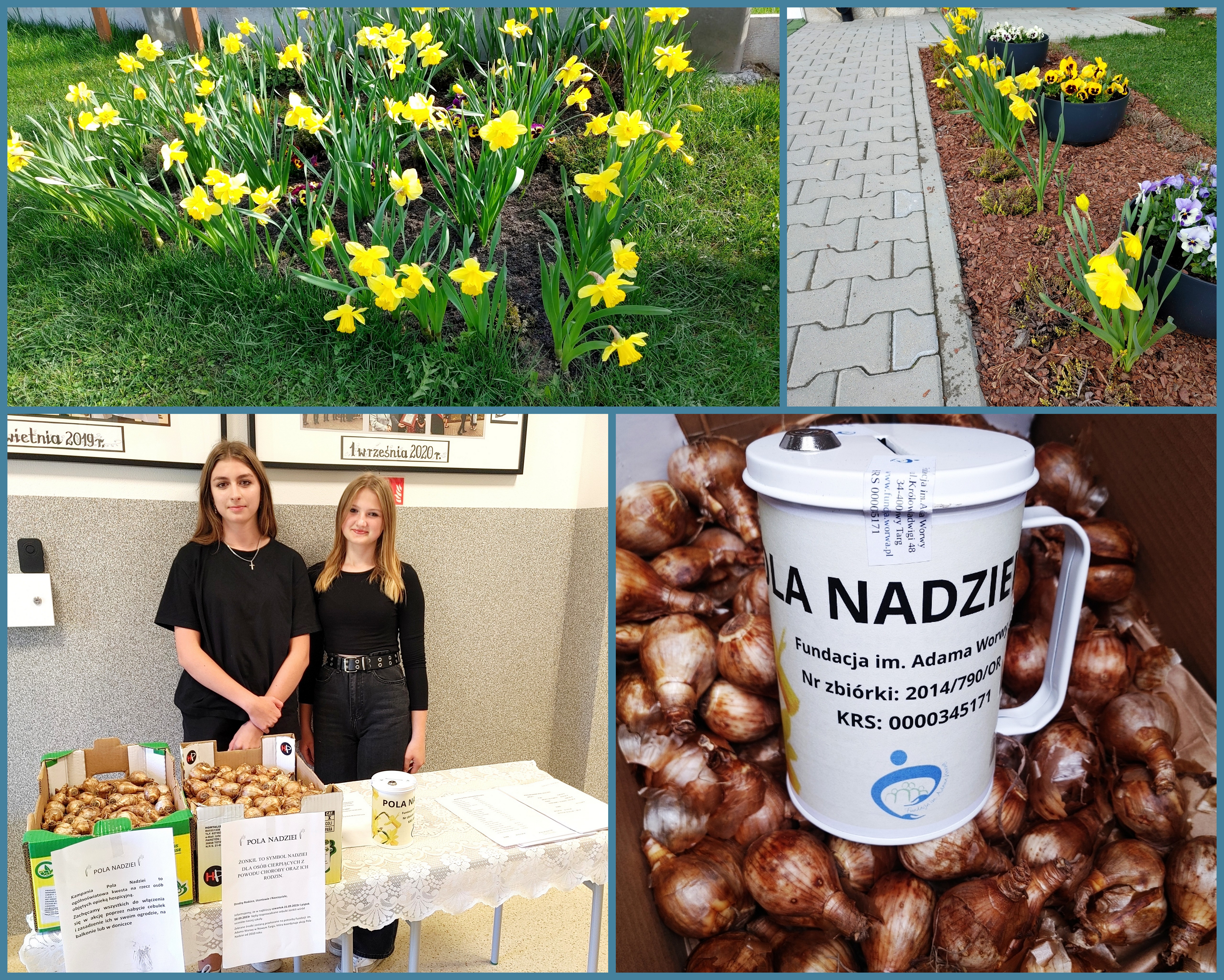 Zdjęcie przedstawia wolontariuszki podczas sprzedaży cebulek żonkili oraz kwitnące żonkile w szkolnym ogrodzie 
